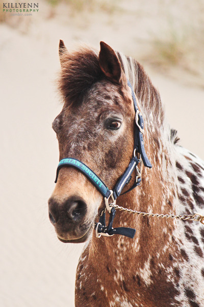 Vlekkie - Appaloosa x Fjord Horse